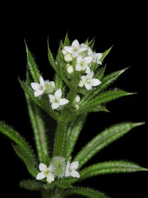 Field Madder, Sherardia arvensis