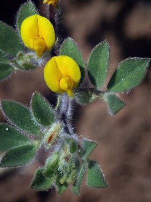 Short-podded Trefoil, Lotus humistratus