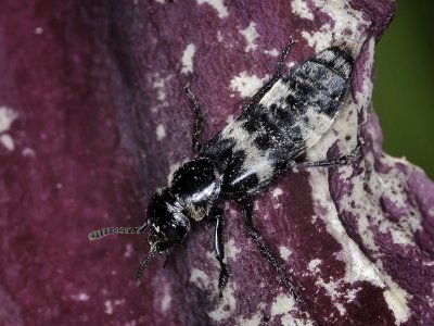Hairy Rove Beetle in Dragon Lily