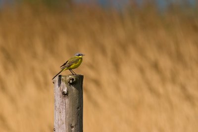 Pliszka zolta (Motacilla flava)