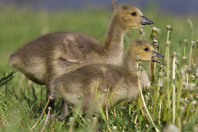 Bernikla kanadyjska (Branta canadensis)