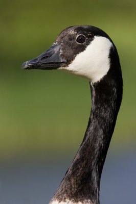 Bernikla kanadyjska (Branta canadensis)