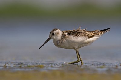 Brodziec plawny (Tringa stagnatilis)