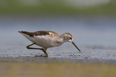 Brodziec plawny (Tringa stagnatilis)