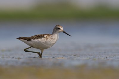 Brodziec plawny (Tringa stagnatilis)