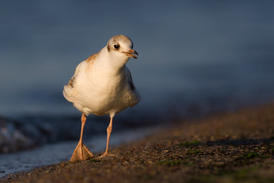 Smieszka (Larus ridibundus)