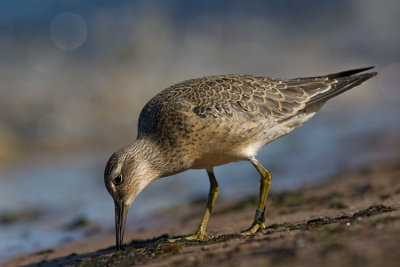 Biegus rdzawy (Calidris canutus)