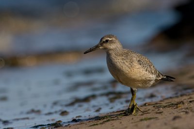 Biegus rdzawy (Calidris canutus)