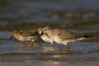 Biegus rdzawy (Calidris canutus)