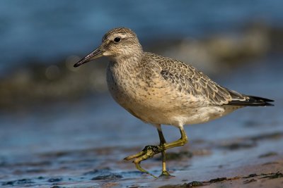 Biegus rdzawy (Calidris canutus)