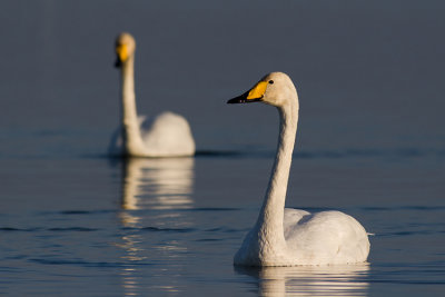 Labedz krzykliwy (Cygnus cygnus)