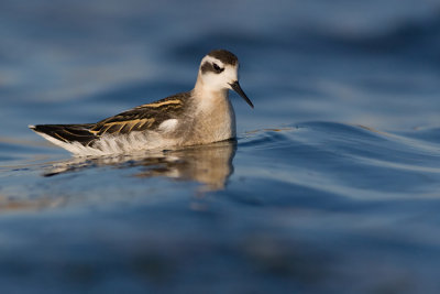 Platkonog szydlodzioby (Phalaropus lobatus)