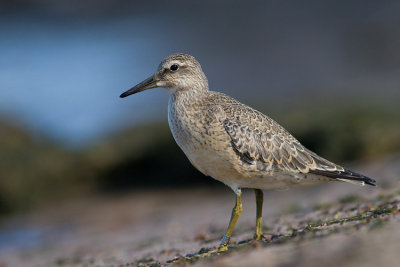 Biegus rdzawy (Calidris canutus)