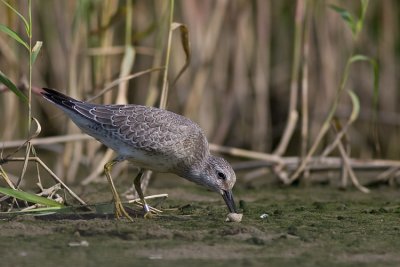 Biegus rdzawy (Calidris canutus)