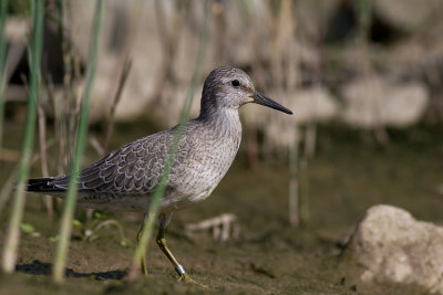 Biegus rdzawy (Calidris canutus)