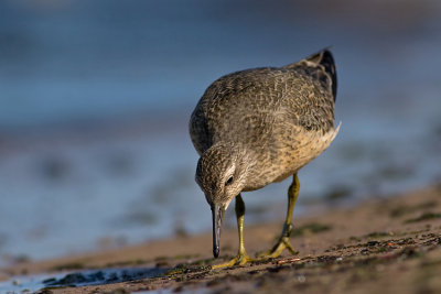 Biegus rdzawy (Calidris canutus)