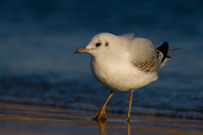 Smieszka (Larus ridibundus)