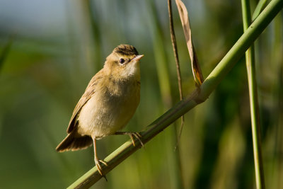 Rokitniczka (Acrocephalus schoenobaenus)