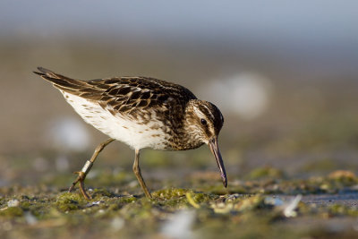 Biegus plaskodzioby (<i>Limicola falcinellus</i>)