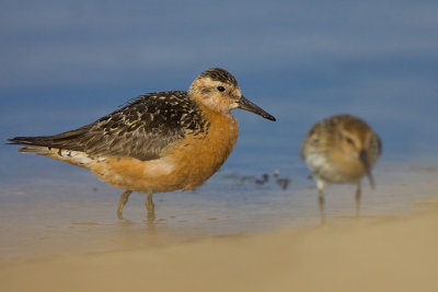 Biegus rdzawy (Calidris canutus)