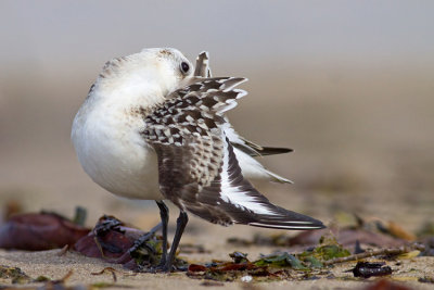 Piaskowiec (Calidris alba)