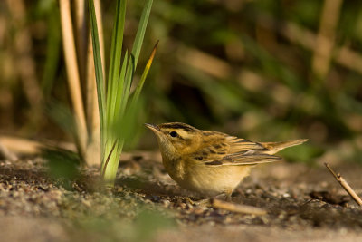 Rokitniczka (Acrocephalus schoenobaenus)