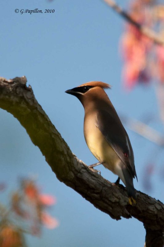 Cedar Waxwing / Jaseur dAmrique