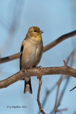 Finches & Allies / Roselins & Alliés