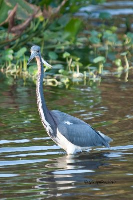 Tricolored Heron / Aigrette tricolore
