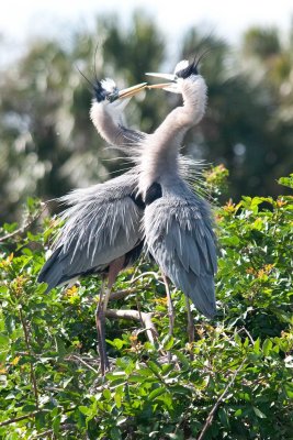 Great Blue Heron / Grand Héron