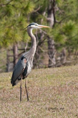 Great Blue Heron / Grand Héron