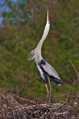 Great Blue Heron / Grand Héron