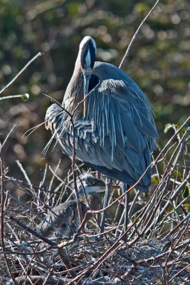 Great Blue Heron / Grand Héron