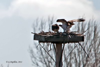 Osprey / Balbuzard Pcheur