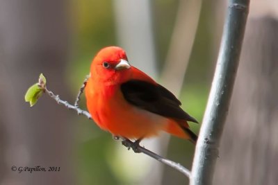 Tanagers / Tangaras