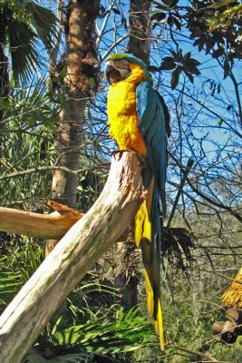 Blue & Yellow Macaw / Ara Bleu