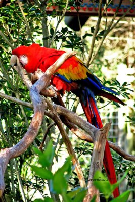 Scarlet Macaw / Ara Rouge