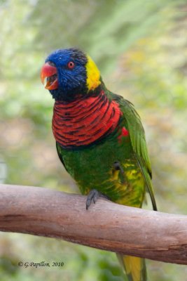 Rainbow Lorikeet