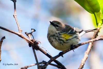 Yellow-Rumped Warbler / Paruline à Croupion Jaune