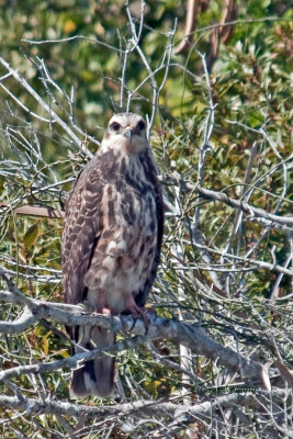 Snail Kite / Milan des Marais