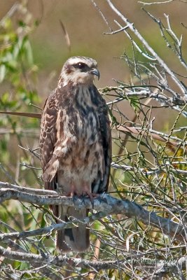 Snail Kite / Milan des Marais
