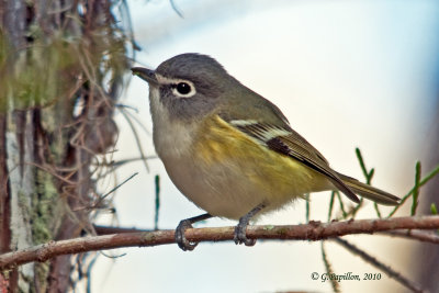 Blue-Headed Vireo / Viréo à Tête Bleue