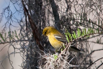 Pine Warbler / Paruline des Pins