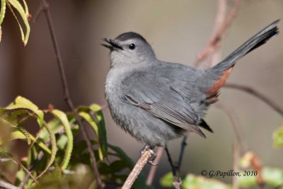 Gray Catbird / Moqueur Chat