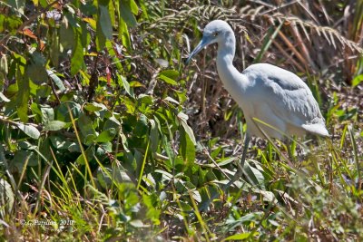 Little Blue Heron / Aigrette Bleue