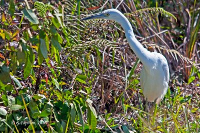 Little Blue Heron / Aigrette Bleue