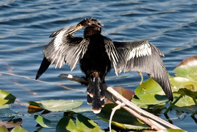 Anhinga / Anhinga d'Amérique