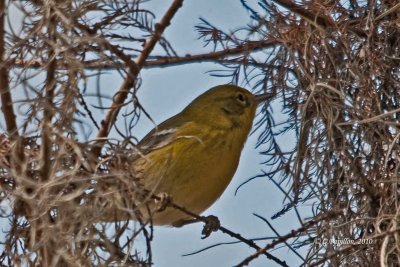 Pine Warbler / Paruline des Pins
