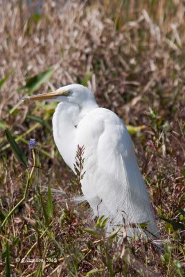 Great Egret / Grande Aigrette