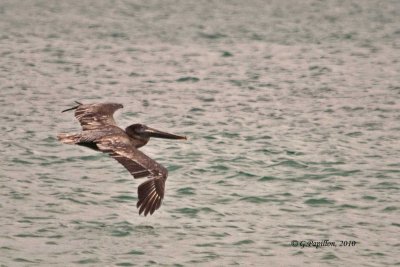 Brown Pelican / Pélican Brun